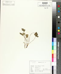 Viola langloisii image