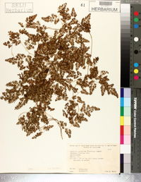 Lygodium japonicum image