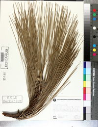 Pinus palustris image