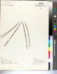 Pinus taeda image