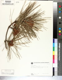 Pinus taeda image