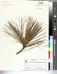 Pinus taeda image