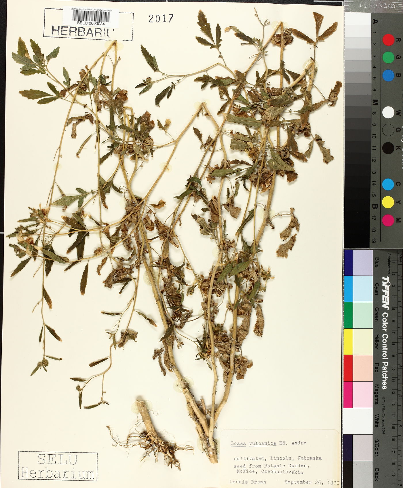 Nasa triphylla image