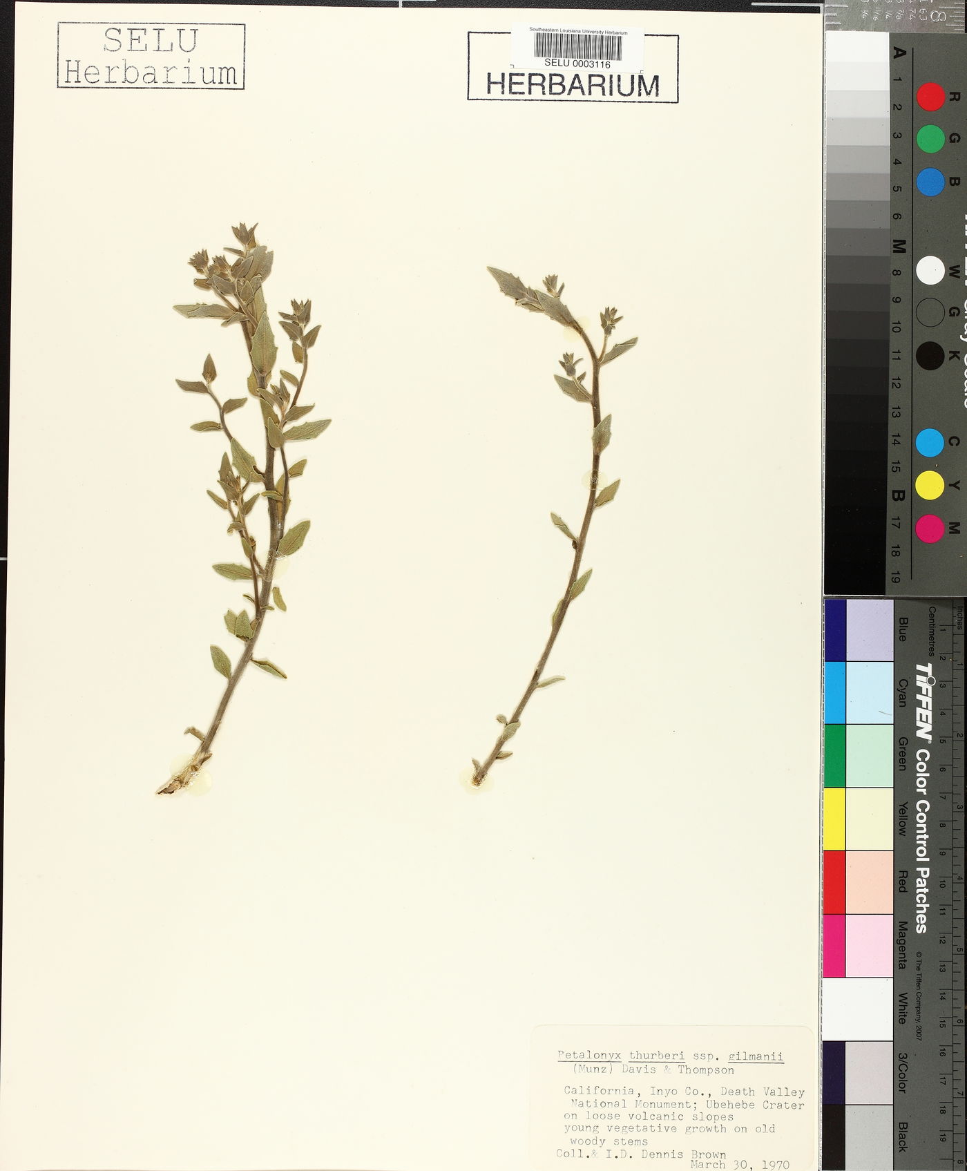 Petalonyx thurberi subsp. gilmanii image