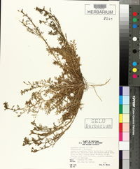 Lepidium didymum image