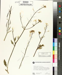 Raphanus raphanistrum image