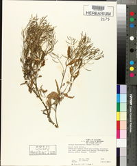 Rorippa heterophylla image