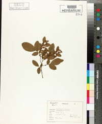 Gaylussacia frondosa image