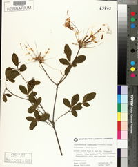 Rhododendron canescens image