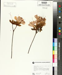 Rhododendron simsii image