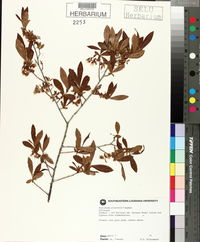 Vaccinium elliottii image