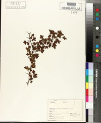 Crataegus marshallii image