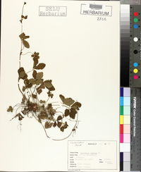 Potentilla indica image