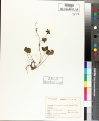 Potentilla indica image