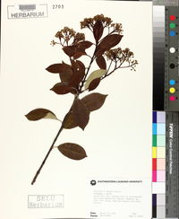 Photinia x fraseri image