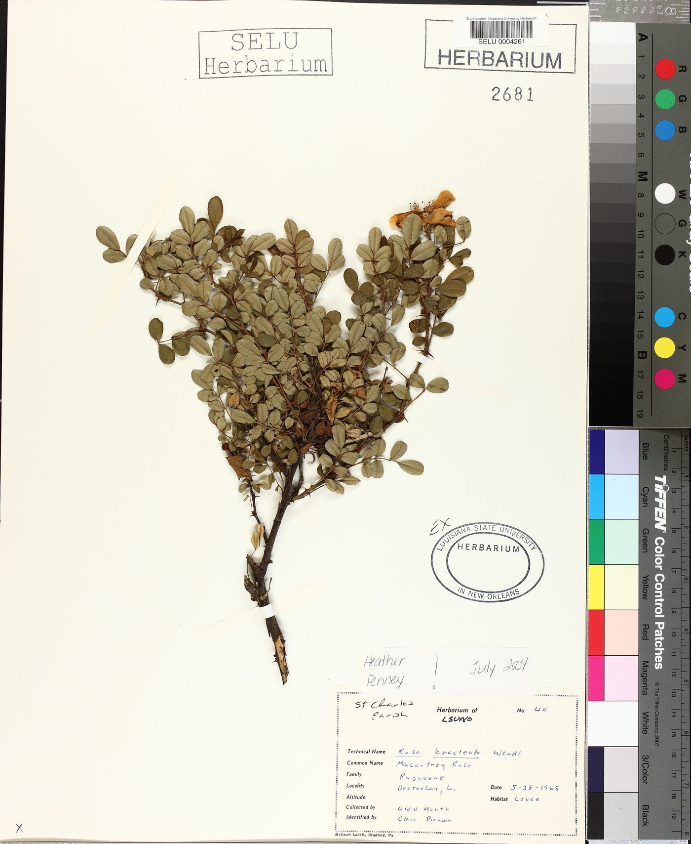 Rosa bracteata image