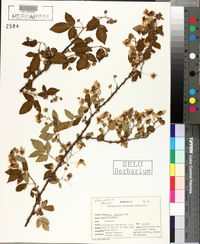 Rubus argutus image