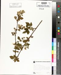 Rubus argutus image