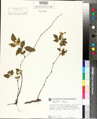 Rubus argutus image