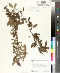 Rubus trivialis image