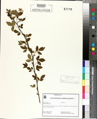 Rubus argutus image