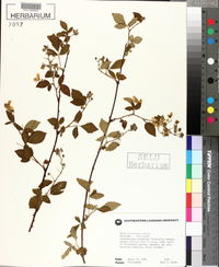 Rubus argutus image