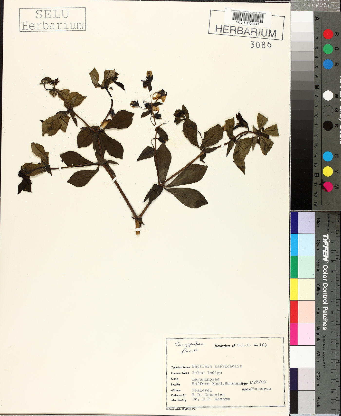 Baptisia bracteata var. laevicaulis image