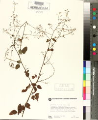 Desmodium glabellum image