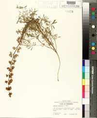 Lupinus nuttallii image