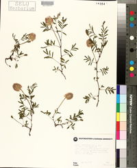 Mimosa strigillosa image