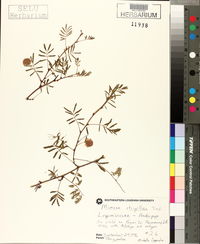 Mimosa strigillosa image