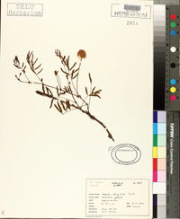 Mimosa strigillosa image