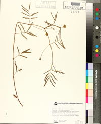 Neptunia lutea image