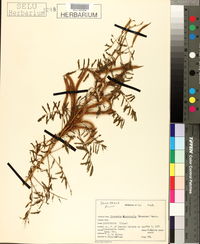 Mimosa microphylla image