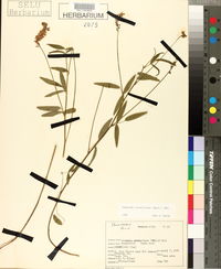 Orbexilum pedunculatum var. psoralioides image
