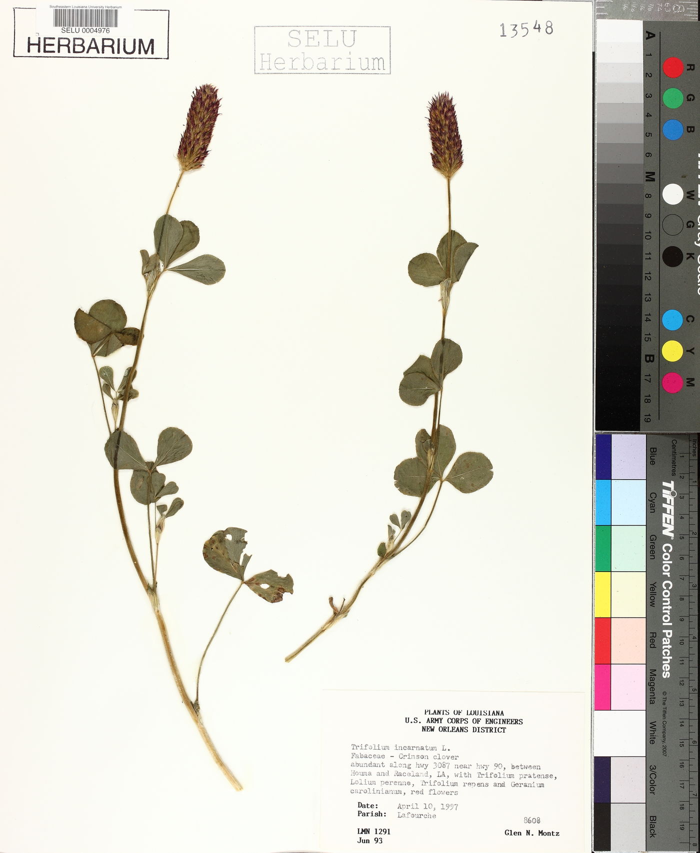 Trifolium incarnatum image