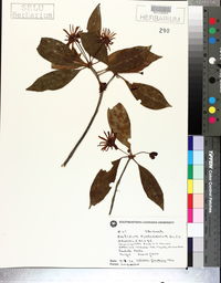 Illicium floridanum image