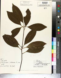 Illicium floridanum image