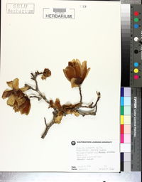 Magnolia heptapeta image