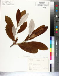 Magnolia virginiana image