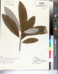 Magnolia virginiana image