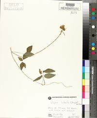 Vigna luteola image
