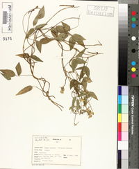 Vigna luteola image