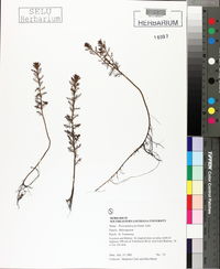 Proserpinaca pectinata image