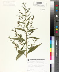 Ludwigia decurrens image