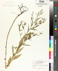 Ludwigia decurrens image