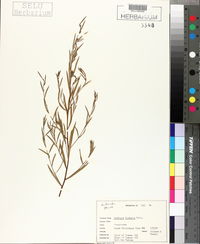 Ludwigia linearis image