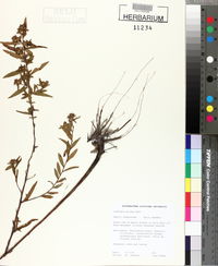 Ludwigia pilosa image