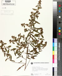 Ludwigia pilosa image