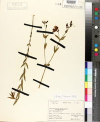Rhexia alifanus image